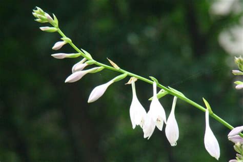 米蘭花花語|米蘭花的花語是什麼，米蘭花的傳說/有愛、生命就會開花